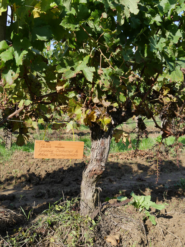 Виноградник на урожай